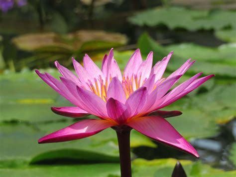 睡蓮|睡蓮の花言葉｜花が咲く時期や季節、種類、蓮(ハス) 